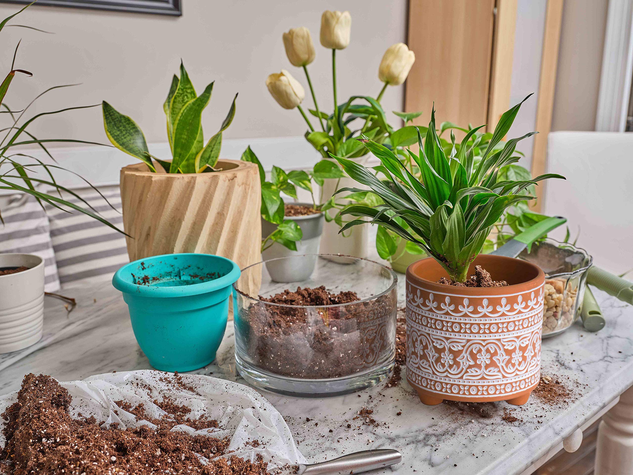 Amazon.co.jp: D'vine Dev テラコッタプランターポット2個セット、4